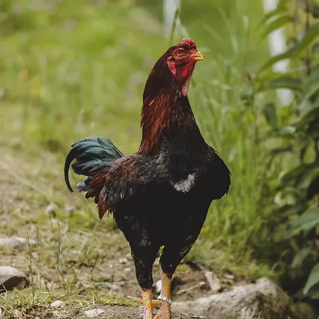 Wieshofgut ザールバッハ・ヒンターグレム